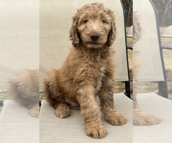 Medium Photo #3 Labradoodle Puppy For Sale in LEXINGTON, GA, USA