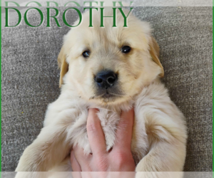 Golden Retriever Puppy for sale in ARIZONA CITY, AZ, USA