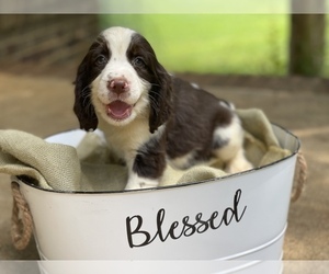 English Springer Spaniel Dog for Adoption in TROY, Alabama USA