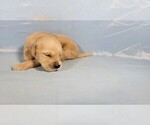 Small #3 Golden Retriever