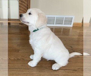 Medium English Cream Golden Retriever
