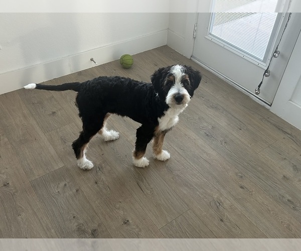 Medium Photo #3 Bernedoodle (Miniature) Puppy For Sale in ALEDO, TX, USA