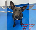 Small #1 German Shepherd Dog Mix