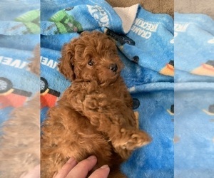 Poodle (Toy) Puppy for sale in DULUTH, GA, USA