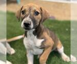 Small #3 Mutt