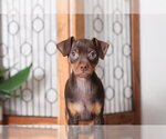 Small Photo #2 Miniature Pinscher Puppy For Sale in NAPLES, FL, USA