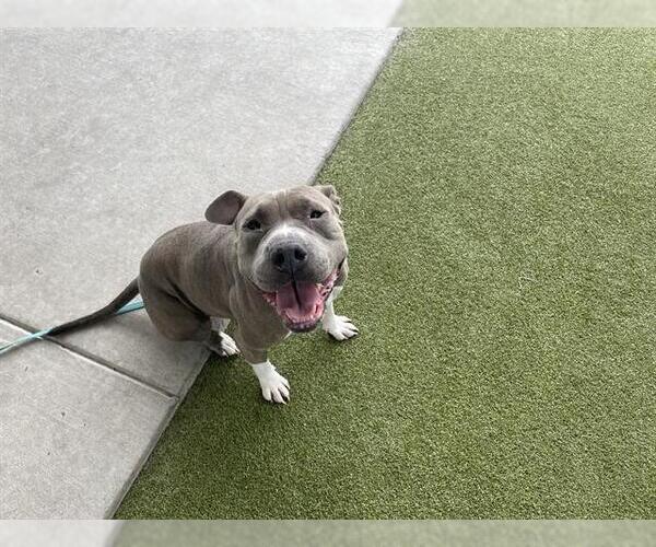 Medium Photo #2 American Pit Bull Terrier-Chinese Shar-Pei Mix Puppy For Sale in Waco, TX, USA