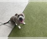 Small #1 American Pit Bull Terrier-Chinese Shar-Pei Mix