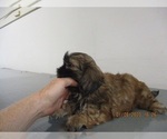 Small Photo #9 Shih Tzu Puppy For Sale in CARROLLTON, GA, USA