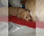 Small Photo #45 Labradoodle Puppy For Sale in WASHOUGAL, WA, USA