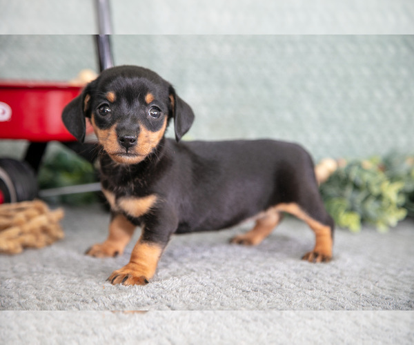 Medium Photo #1 Dachshund Puppy For Sale in ELIZABETHTOWN, PA, USA
