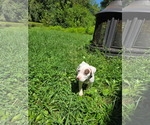 Small #2 Mutt