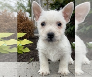 West Highland White Terrier Puppy for sale in CANOGA, NY, USA