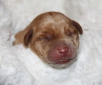 Puppy Jip Labrador Retriever