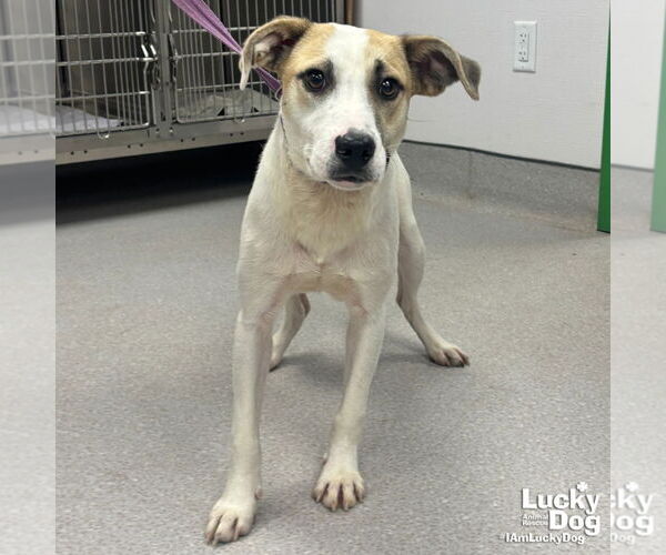 Medium Photo #5 Labrador Retriever-Unknown Mix Puppy For Sale in Washington, DC, USA