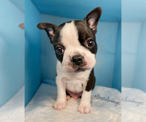 Boston Terrier Puppy for sale in TRUSSVILLE, AL, USA