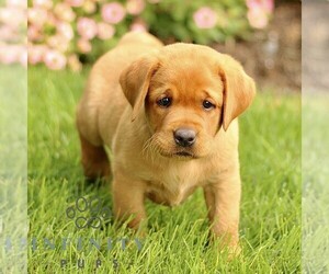Labrador Retriever Puppy for sale in RONKS, PA, USA