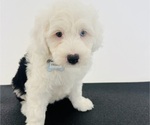 Small Photo #12 Sheepadoodle Puppy For Sale in HUNTINGTON BEACH, CA, USA