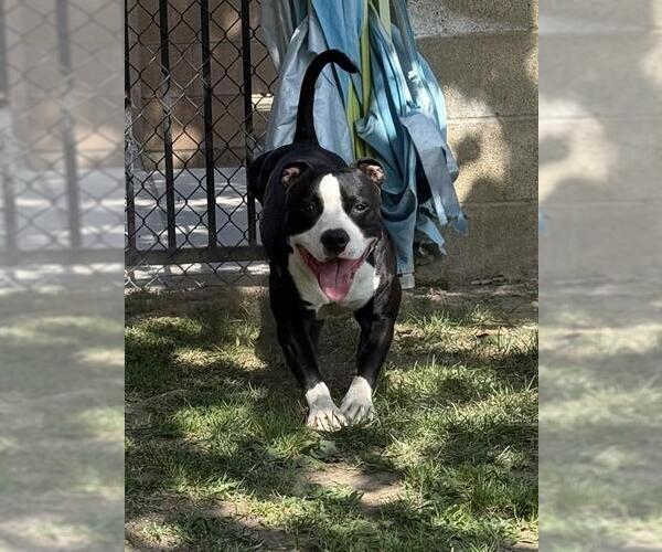 Medium Photo #1 Mutt Puppy For Sale in Riverside, CA, USA