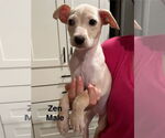 Small #3 Mutt