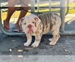 Small Photo #1 English Bulldog Puppy For Sale in SANTA ANA, CA, USA