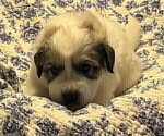 Small #18 Great Pyrenees
