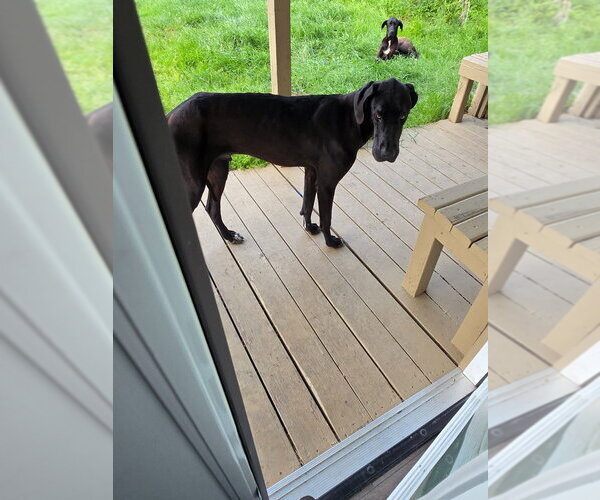 Medium Photo #2 Great Dane Puppy For Sale in Bullard, TX, USA