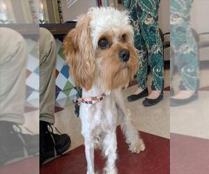 Poodle (Miniature)-Unknown Mix Dogs for adoption in Plano, TX, USA