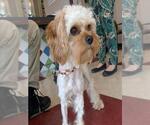 Small Poodle (Miniature) Mix