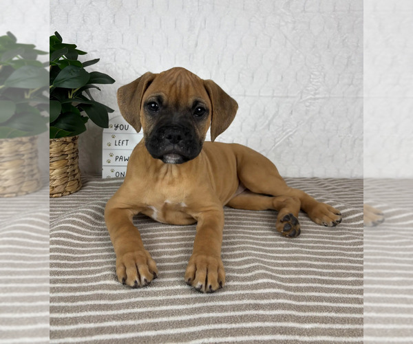 Medium Photo #1 Boxer Puppy For Sale in GREENFIELD, IN, USA
