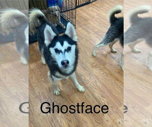 Gerberian Shepsky Dogs for adoption in Aurora, IN, USA