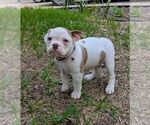 Small #6 Olde English Bulldogge