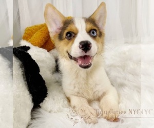 Cardigan Welsh Corgi Puppy for sale in ASTORIA, NY, USA