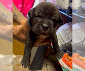American Bully Puppy for sale in LANSFORD, PA, USA