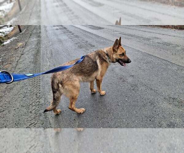Medium Photo #12 German Shepherd Dog Puppy For Sale in Sebec, ME, USA