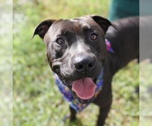 American Staffordshire Terrier-Unknown Mix Dogs for adoption in San Antonio, TX, USA