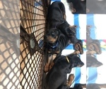 Small Photo #16 Doberman Pinscher Puppy For Sale in LINCOLN PARK, MI, USA