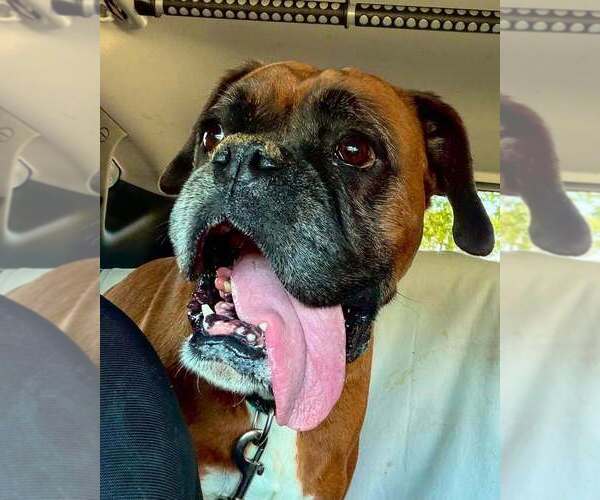 Medium Photo #3 Boxer Puppy For Sale in Austin, TX, USA