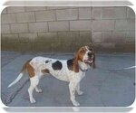 Small Photo #1 Basset Hound Puppy For Sale in San Diego, CA, USA