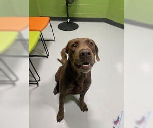 Labrador Retriever Dogs for adoption in Temple, TX, USA