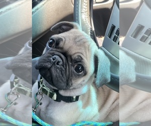 Pug Puppy for sale in ROSEVILLE, CA, USA