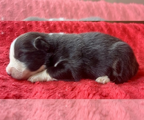Medium Photo #3 Australian Shepherd Puppy For Sale in LODA, IL, USA