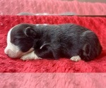 Small #2 Australian Shepherd