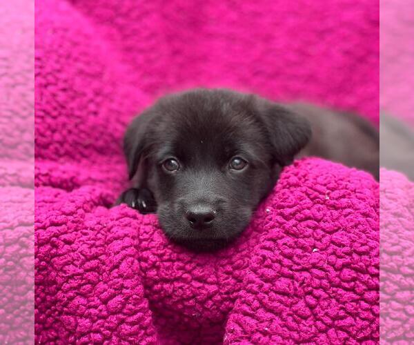 Medium Photo #2 Labrador Retriever-Unknown Mix Puppy For Sale in San Diego, CA, USA