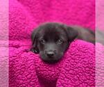 Small #1 Labrador Retriever Mix