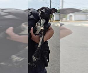 Chihuahua-Unknown Mix Dogs for adoption in San Antonio, TX, USA