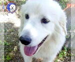 Small Great Pyrenees
