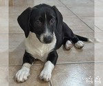 Small #1 Basset Hound Mix