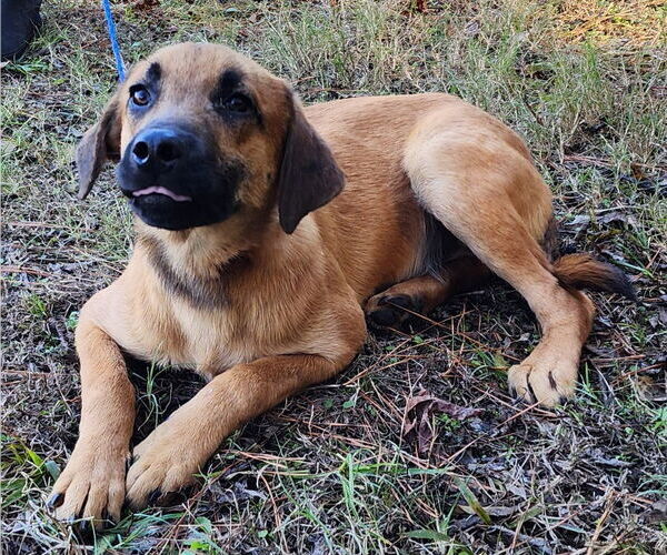 Medium Photo #2 Mutt Puppy For Sale in Wetumpka, AL, USA