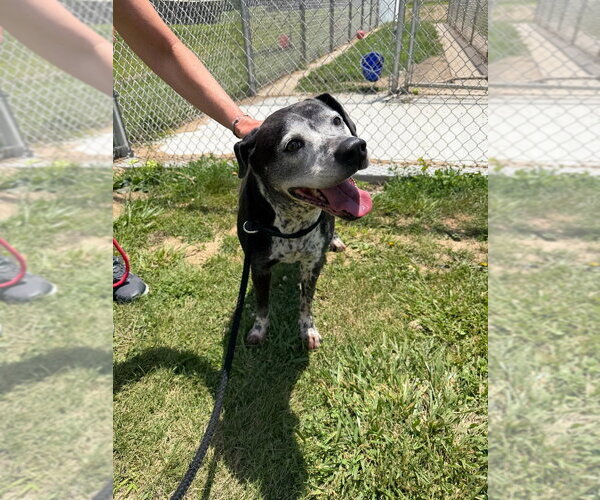 Medium Photo #3 Mutt Puppy For Sale in Pierceton , IN, USA